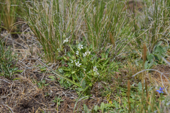 Alepidea pusilla