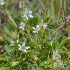 Alepidea pusilla