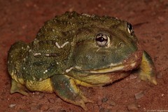 Pyxicephalus adspersus