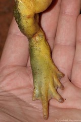 Pyxicephalus adspersus