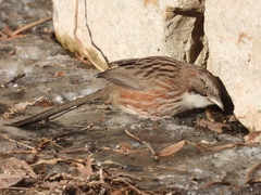 Beijing Babbler photo 3