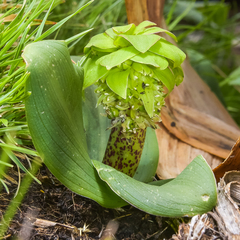 Eucomis grimshawii