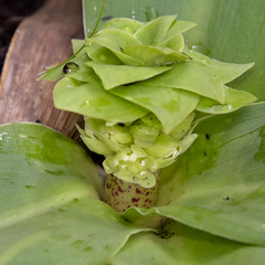 Eucomis grimshawii