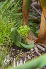 Eucomis grimshawii