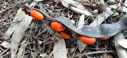 Erythrina americana