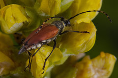 Brachyleptura