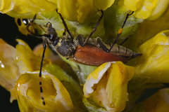 Brachyleptura