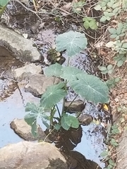 Colocasia esculenta