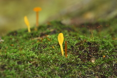 Microglossum rufum image