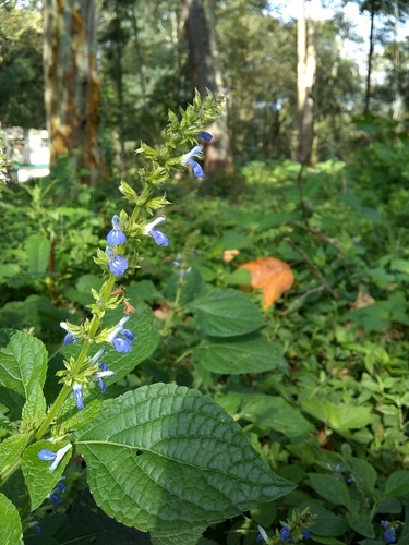 Image of Salvia xalapensis by (c) Oscar Marín, some rights reserved (CC BY-SA)