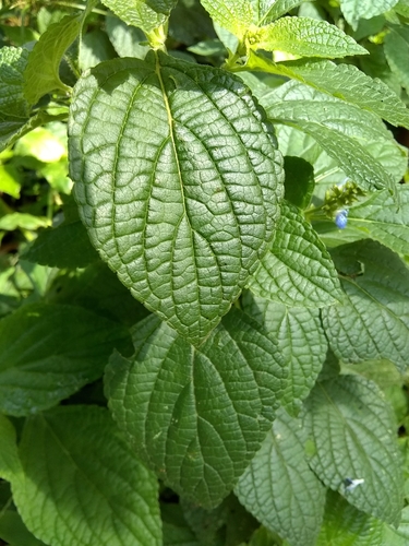 Image of Salvia xalapensis by (c) Oscar Marín, some rights reserved (CC BY-SA)