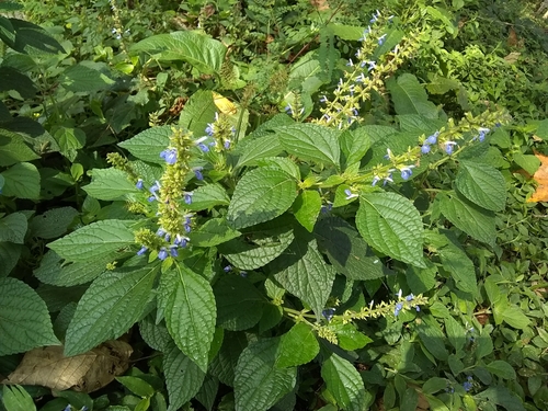 Image of Salvia xalapensis by (c) Oscar Marín, some rights reserved (CC BY-SA)