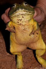 Pyxicephalus adspersus