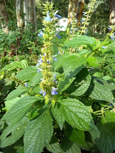 Xalapan Blue Sage