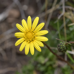 Ursinia montana