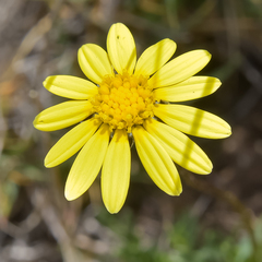 Ursinia montana