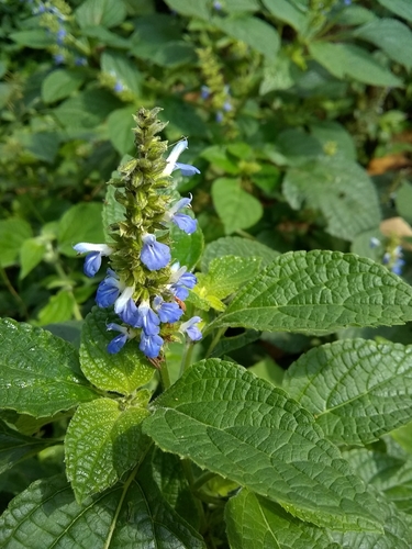 Image of Salvia xalapensis by (c) Oscar Marín, some rights reserved (CC BY-SA)