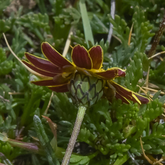 Ursinia montana