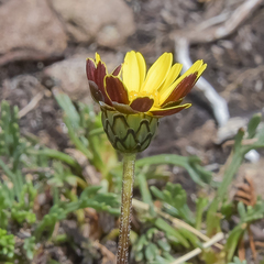 Ursinia montana