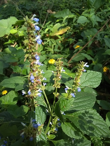 Image of Salvia xalapensis by (c) Oscar Marín, some rights reserved (CC BY-SA)