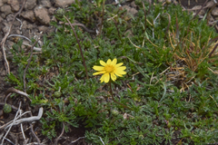 Ursinia montana