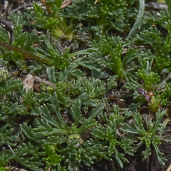 Ursinia montana