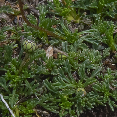 Ursinia montana