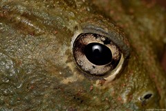 Pyxicephalus adspersus