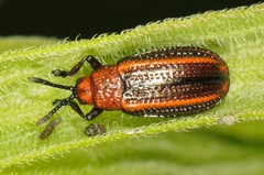 Microrhopala vittata