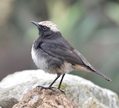 Oenanthe lugubris schalowi