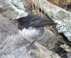 Oenanthe lugubris schalowi