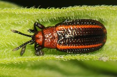 Microrhopala vittata