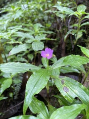 Tradescantia poelliae image