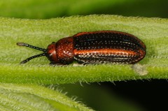 Microrhopala vittata