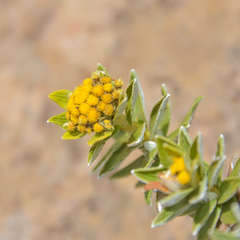 Helichrysum witbergense