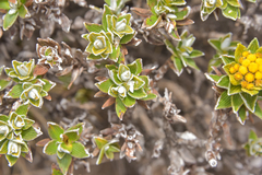Helichrysum witbergense