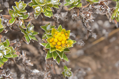 Helichrysum witbergense