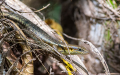 Trachylepis thomensis