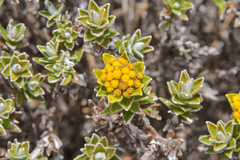 Helichrysum witbergense