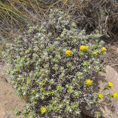 Helichrysum witbergense