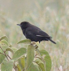 Myrmecocichla aethiops