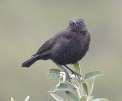 Myrmecocichla aethiops