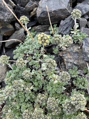 Artemisia glomerata iNat (3)