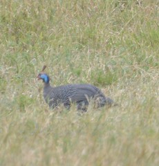 Numida meleagris reichenowi