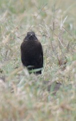 Myrmecocichla aethiops