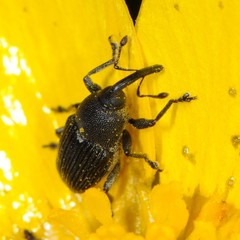 Odontocorynus