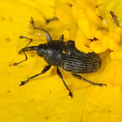 Odontocorynus