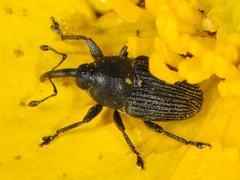 Odontocorynus