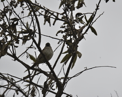Passer rufocinctus