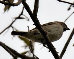 Passer rufocinctus